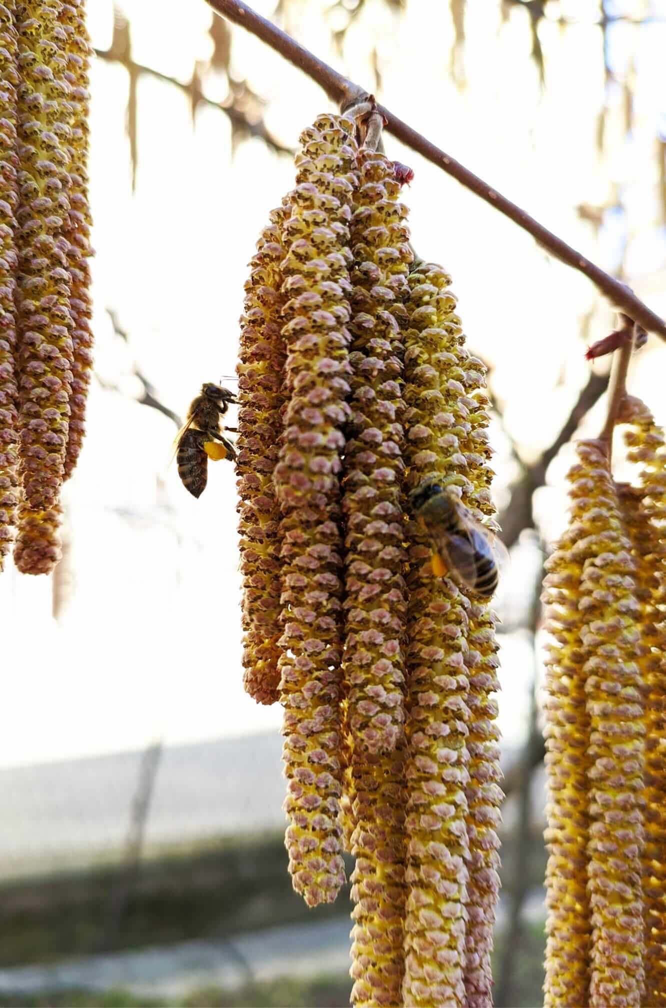 bee polen