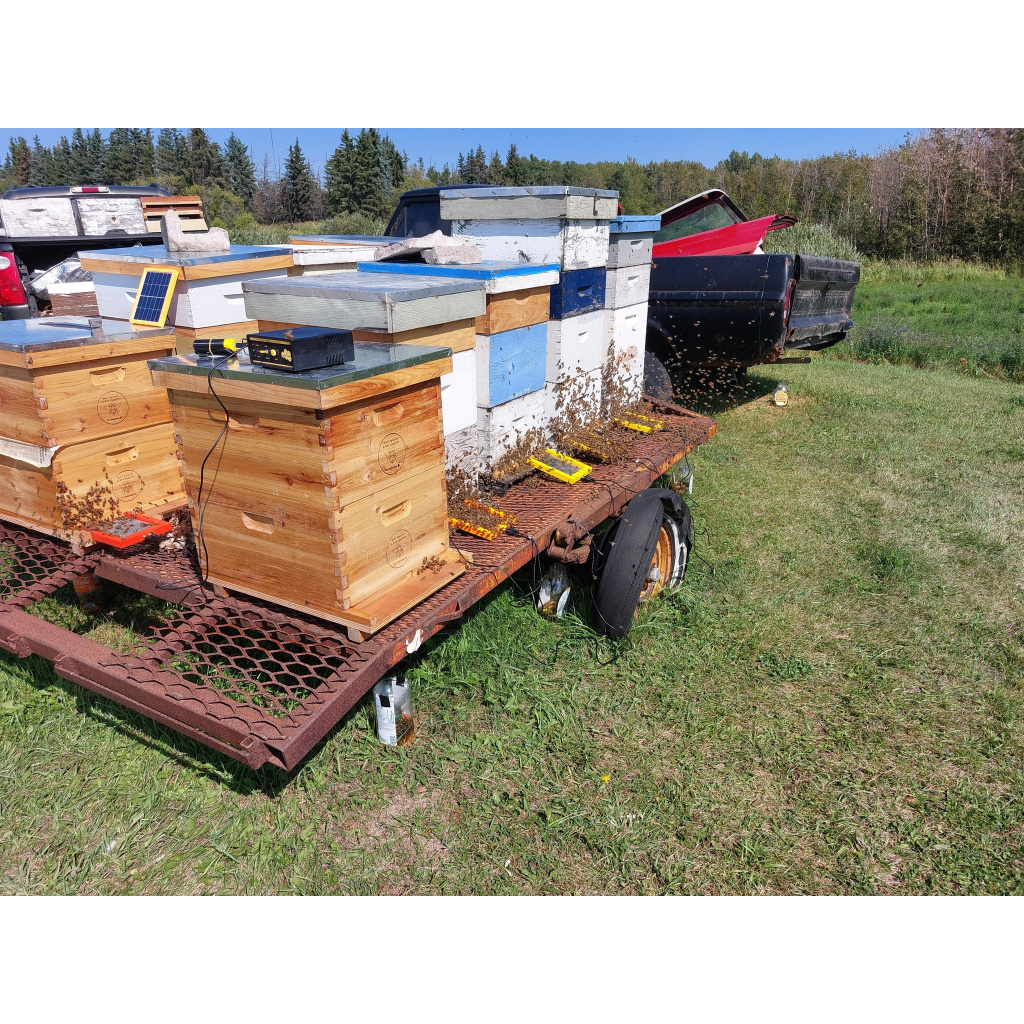 Collecting bee venom