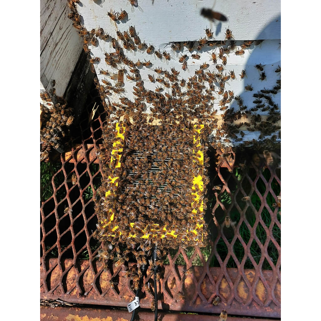 Smart Bee venom panel